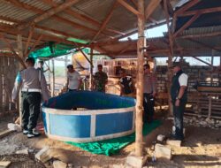 Polres Gresik Kembali Grebek Judi Sabung Ayam Di Panceng