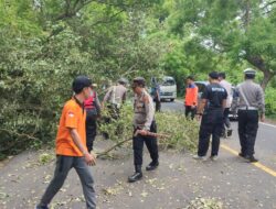 Evakuasi Pohon Tumbang Di Depan Pura Segara Rupek, Gilimanuk Berlangsung Kondusif