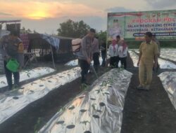 Gerakan Nyata Polres Gresik Dukung Ketahanan Pangan, Tanam Ribuan Bibit Cabai Di Menganti