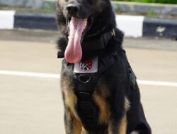 5 Anabul Andalan Pengungkap Kejahatan, Dari Kasus Narkoba Hingga Lacak DPO