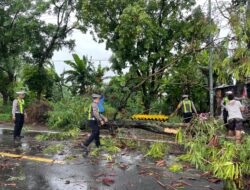 Satlantas Polres Gresik Sigap Evakuasi Pohon Tumbang Di Jl. Raya Abar Abir