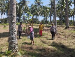 Dukung Ketahanan Pangan, Kabag SDM Polresta Mataram Dampingi Proses Pemupukan Tanaman Jagung Di Area Satu juta Hektar