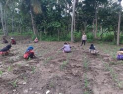 Bhabinkamtibmas Bripka Agus Riyanto Lakukan Pengecekan, Pemantauan Dan Monitoring Tanaman Jagung Kelompok Tani Ae Heu
