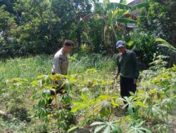 Dorong Ketahanan pangan, Bhabinkamtibmas Desa Mekarsari Sambang Sekaligus Monitoring Lahan Bergizi Warga
