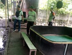 Polsek Mataram Gerebek Arena Judi Sabung Ayam Di Pagutan