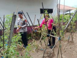 Polsek Ampenan Hadiri Launching P2L Dirangkaikan Dengan Cek Tanaman Pangan Bergizi