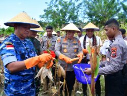 Polda NTT Panen Jagung Serentak Tahap I, Dukung Swasembada Pangan 2025