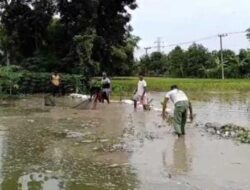 Kali Kerjo Kepohbaru Meluap, 10 Rumah dan Ratusan Hektar Padi Di Dua Kecamatan Tenggelam