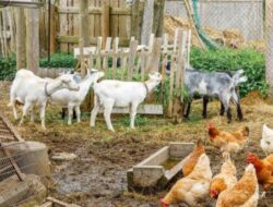 Program Domba Berganti Ayam Petelur, Reinkarnasi Kegagalan Atau Kesejahteraan Bojonegoro