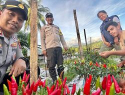 Ketahanan Pangan, Polsek Ndona Panen Perdana Tanaman Cabai