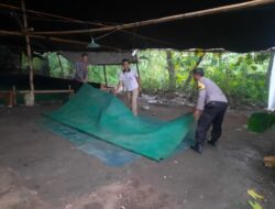 Berantas Perjudian Polisi Bongkar Arena Sabung Ayam Di Nganjuk