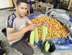 Dukung Program Ketahanan Pangan Nasional, Polsek Wolowaru Panen Sayuran Di Lahan P2B