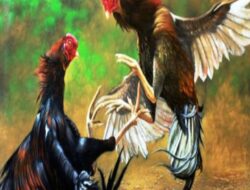 Tidak Tersentuh Hukum, Perjudian Sabung Ayam Dan Bola setan Di Karangduren Jember Aman Beraktifitas