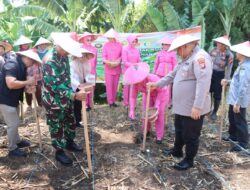 Dukung Swasembada Pangan, Polres Pasuruan Gelar Penanaman Jagung Serentak Kuartal IV Di Desa Martopuro