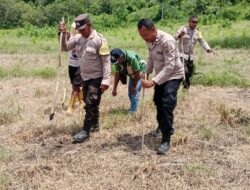 Dukung Program Presiden, Polres Ende ‘Hijaukan’ 75 Hektar Lahan Dengan Jagung