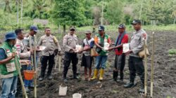 Sinergi Polsek Maukaro Dan Petani: 5 Hektar Lahan Disulap Jadi Calon Lumbung Jagung Nasional