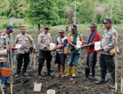 Sinergi Polsek Maukaro Dan Petani: 5 Hektar Lahan Disulap Jadi Calon Lumbung Jagung Nasional