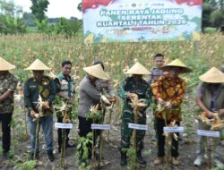 Dukung Swasembada Pangan 2026, Polres Gresik Panen Jagung Serentak Bersama Mabes Polri
