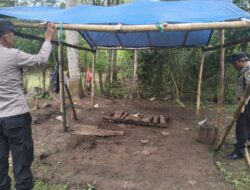 Polres Malang Kembali Bongkar Area Sabung Ayam Di Kalipare