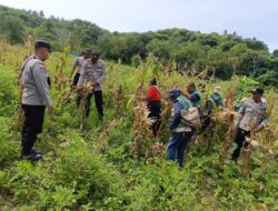 ​Sinergi Polri Dan Petani, Desa Embundoa Panen Raya 7,2 Ton Jagung Program Kapolda NTT