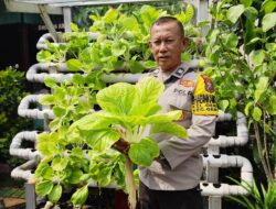 Panen Pokcay Hidroponik Di Genteng Candirejo Surabaya, Polisi Dan Warga Perkuat Ketahanan Pangan