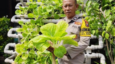 Panen Pokcay Hidroponik Di Genteng Candirejo Surabaya, Polisi Dan Warga Perkuat Ketahanan Pangan