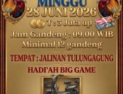 Bebas Beraktifitas Judi Sabung Ayam Berkedok Kontes, Hingga Tak Tersentuh