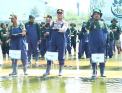 Polres Gresik Bersama Forkopimda Dan PT Smelting Tanam 10.000 Mangrove Di Randuboto, Jaga Ekosistem Pesisir