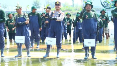 Polres Gresik Bersama Forkopimda Dan PT Smelting Tanam 10.000 Mangrove Di Randuboto, Jaga Ekosistem Pesisir